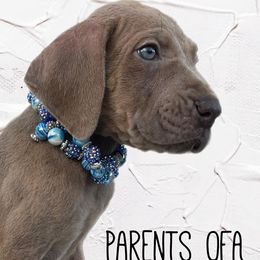 Great Danes and Pugs from WV Furkids