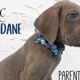 Great Danes and Pugs from WV Furkids
