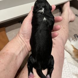 BTM- white (Name TBD) - Black tri-color male Australian Shepherd puppy in Hayward, California from Grissom’s Aussies