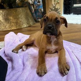 Female 3 - Fawn female Boxer puppy in Prestonsburg, Kentucky from Bre’s Boxers