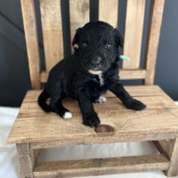 Winter - Black female Bordoodle puppy in Valley Center, California from Circle R Valley Bordoodls