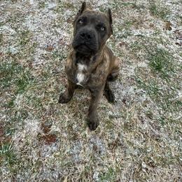 Cane Corso Puppies from Brandy’s Corso’s