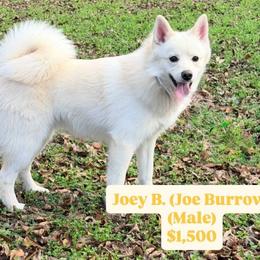 Pomsky Puppies from Geaux Pomsky