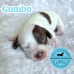 GUMBO - Piebald male Dachshund puppy in Columbia, Louisiana from Diamond 5R Ranch AKC & CKC Miniature Dachshunds