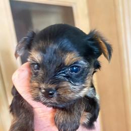 Cathy female - Black and tan female Yorkshire Terrier puppy in Chesapeake, Virginia from Your Key Breeder