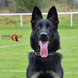 Naomi - German Shepherd