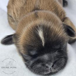 Girl 3 - Brindle and white female Shih Tzu puppy in League City, Texas from Divine Pups