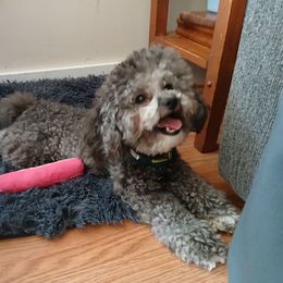 Gideon - Poodle