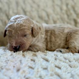 Davis - Apricot male Goldendoodle puppy in Willacoochee, Georgia from Kitandkboodle's Doodles