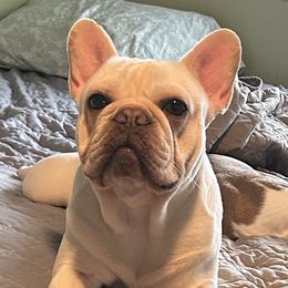 Boston Terriers, Companion Crosses, and French Bulldogs from Angie's Little Bostons And Frenchies
