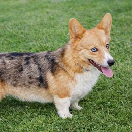 Jack - American Corgi