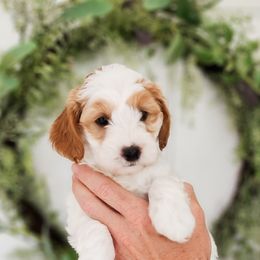Australian Labradoodle Puppies from Bourbon Rose Australian Labradoodles
