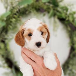 Australian Labradoodle Puppies from Bourbon Rose Australian Labradoodles