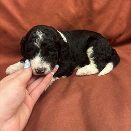 Hunk - White and black male Bordoodle puppy in Indianapolis, Indiana from Indiana Bordoodles