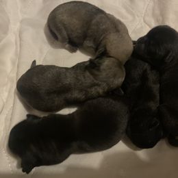 Pug Puppies from Cupid’s Pugs