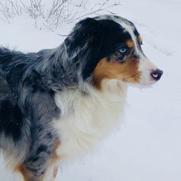 Heidi - Miniature American Shepherd