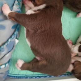 Bishop - Red tri male Miniature Australian Shepherd puppy in Copperas Cove, Texas from Aussies Acre