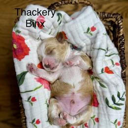Blue Male - Red  male Goldendoodle puppy in Springville, Utah from JW Doodles
