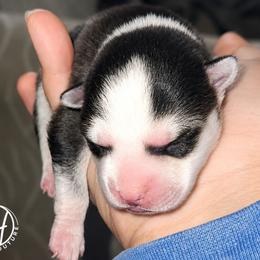 Girl 1 (Gwendolyn) - Black and white female Pomsky puppy in Norfolk, Virginia from 'Brick'House Couture Pomskies