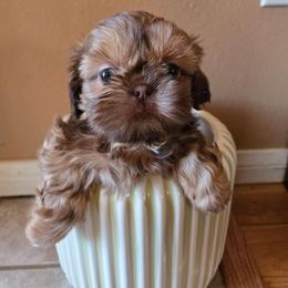 Howard - Red and tan male Shih Tzu puppy in Corona, California from Ju Shih Tzu