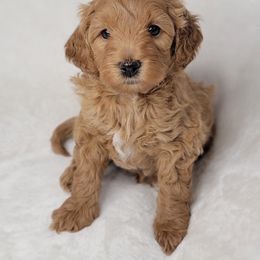 Goldendoodle Puppies from Lake Village Doodles