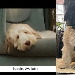 Australian Labradoodle puppies from Whimsical Australian Labradoodles