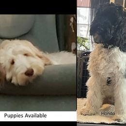 Australian Labradoodle puppies from Whimsical Australian Labradoodles
