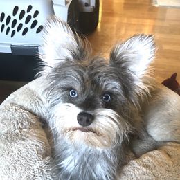 Bleu - Miniature Schnauzer
