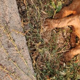 Poodle Puppies from Mountain Ridge Poodles