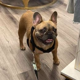 B - French Bulldog