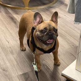 B - French Bulldog