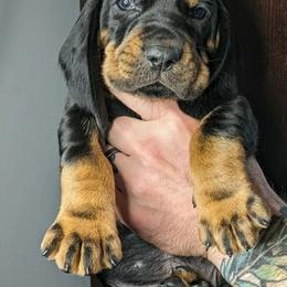 Pink Girl - Black and tan female Black and Tan Coonhound puppy in Madisonville, Tennessee from Blackstone Valley Hounds