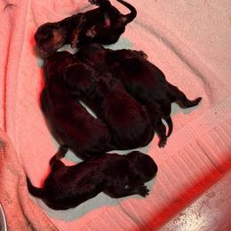 Boy5 - Black and mahogany male Rottweiler puppy in Bartonsville, Pennsylvania from Karol's Rottweilers