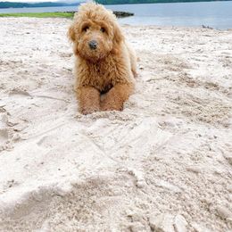 Goldendoodle Puppies from Hobble Creek Farms
