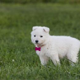 Pink collar - White female Berger Blanc Suisse puppy in Chestnut, Illinois from Fireside Fernweh