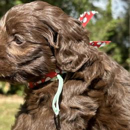 Australian Labradoodles, Bernedoodles, Goldendoodles, Poodles, and Sheepadoodles from Sutton Place Doodles