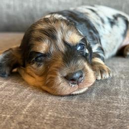 Pebbles - Dapple female Dachshund puppy in Tonopah, Arizona from Brandie's Dachshunds
