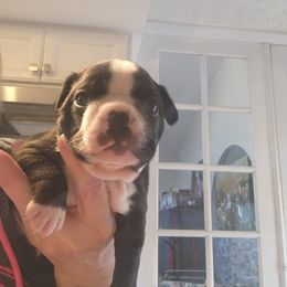 Oscar - Brindle male Companion Cross puppy in Fort Myers, Florida from Legends Frenchton's, French Bulldogs ,Boston Terriers, Reindeer chihuahuas & French Bullhuahua's