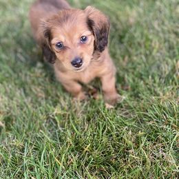 Dachshund Puppies from HP Dachs