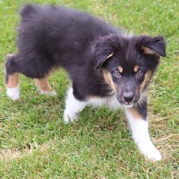 Storm - Black tri-color male Australian Shepherd puppy in Colorado from Firestone Australian Shepherds