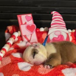 Mr. Sir - Fawn and white male Bulldog puppy in Villa Rica, Georgia from Red Clay Bullies