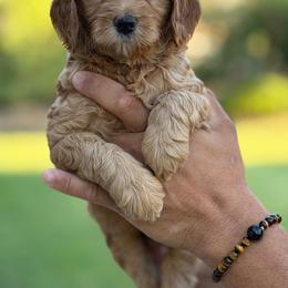 Justin Timberlake - Red  male Goldendoodle puppy in Yuciapa, California from AlltheDoodlez_