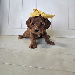 Opal- Yellow collar - Red female Cavapoo puppy in South Jordan, Utah from Lucky Doodle Pups