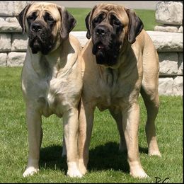 Mastiff All Grown Up from Mountainview Mastiffs