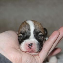 Buffalo Sauce - Sable male Pembroke Welsh Corgi puppy in Washington from Castle View Royal Rumps