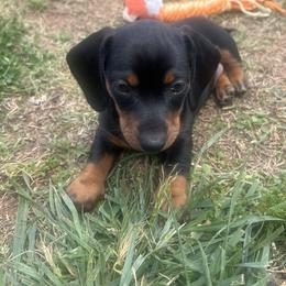 Dachshund Puppies from Dapper Doxies