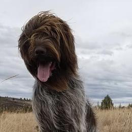 Wirehaired Pointing Griffons from VanLoo Kennels