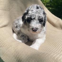 Danish - Blue merle and white male Sheepadoodle puppy in Columbia, Tennessee from Primrose Cottage Puppies