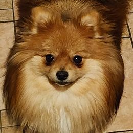 Honey - Pomeranian