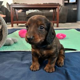 Blue - Red male Dachshund puppy in Hemet, California from Rare Treat Dachshunds